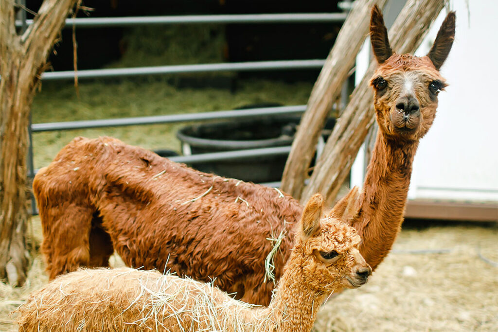 Alpacas at Eco Valley
