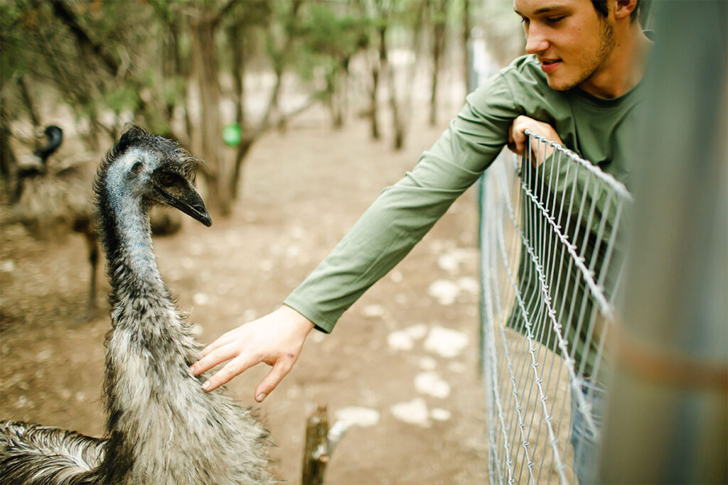Chickens & Emus