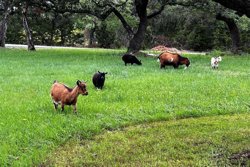 Pigmy Goats