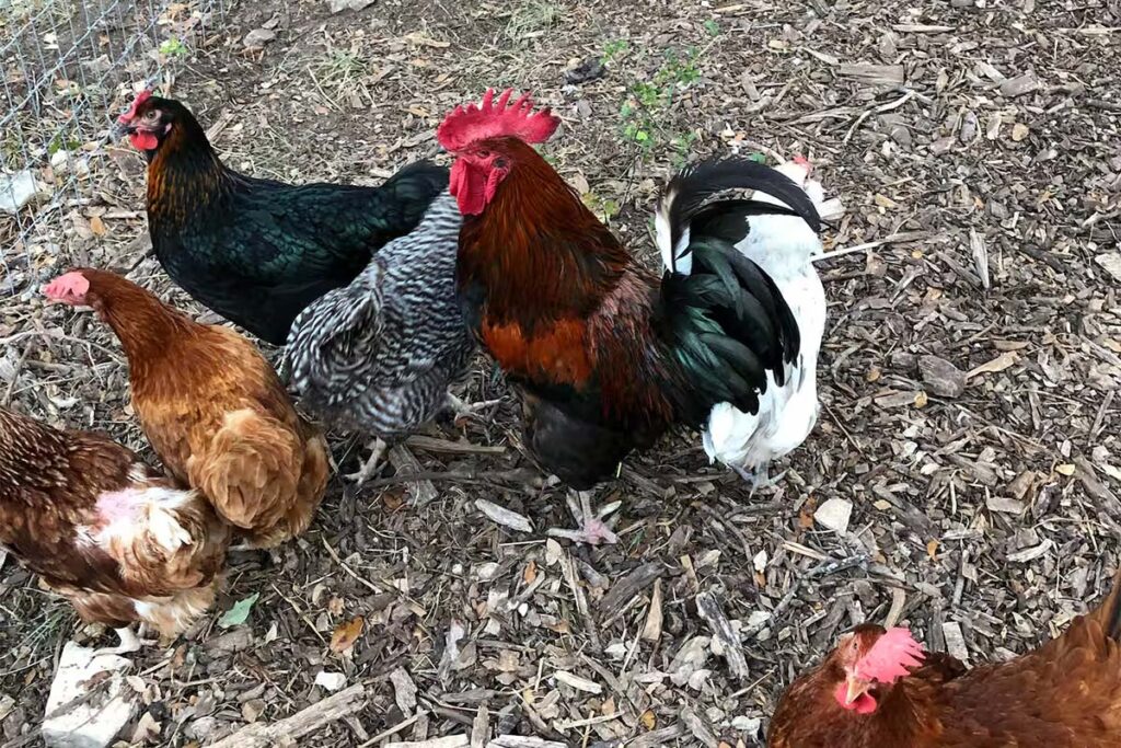 Chickens & Emus