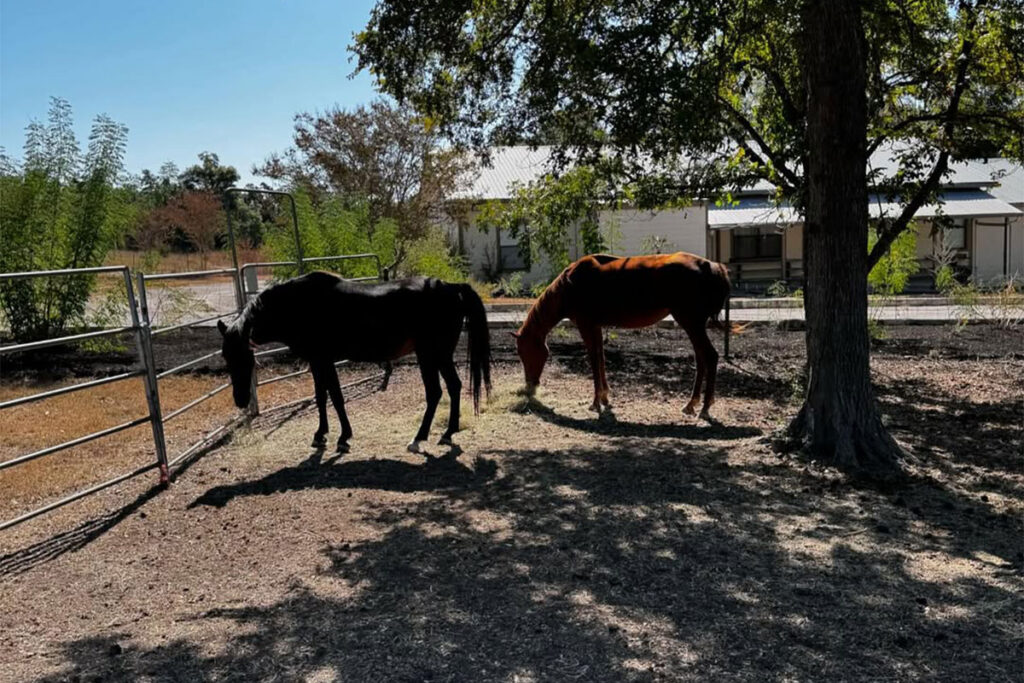 Horses